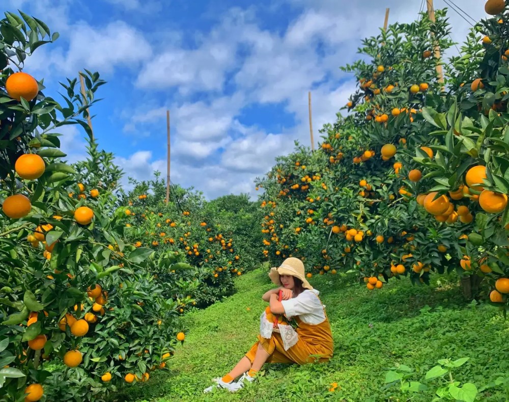 Vườn trái cây Cần Thơ